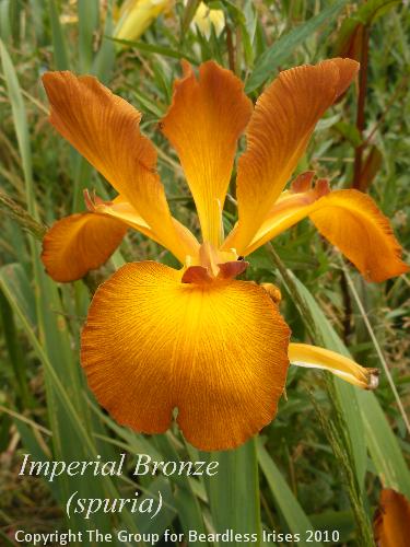 Imperial Bronze (1)